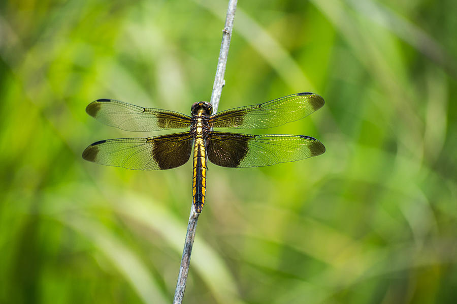 Perfect Dragonfly Photograph by Jens Larsen