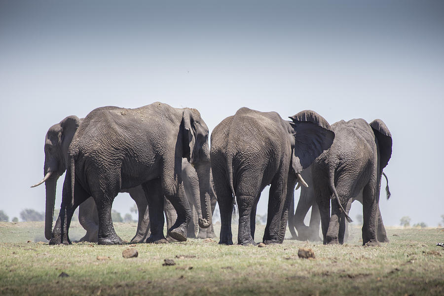 Perfect Elephant Circle Photograph by Raffi Bashlian