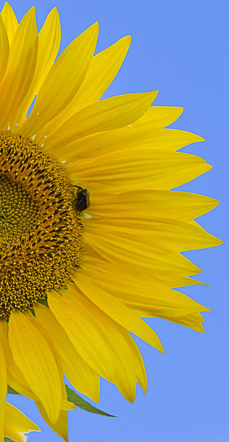 Sunflower Photograph - Perfect Half with Blue Sky by Jatin Thakkar