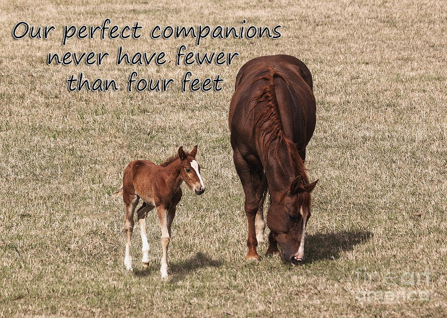 Perfect Horse Companions Photograph by Janice Pariza Fine Art America
