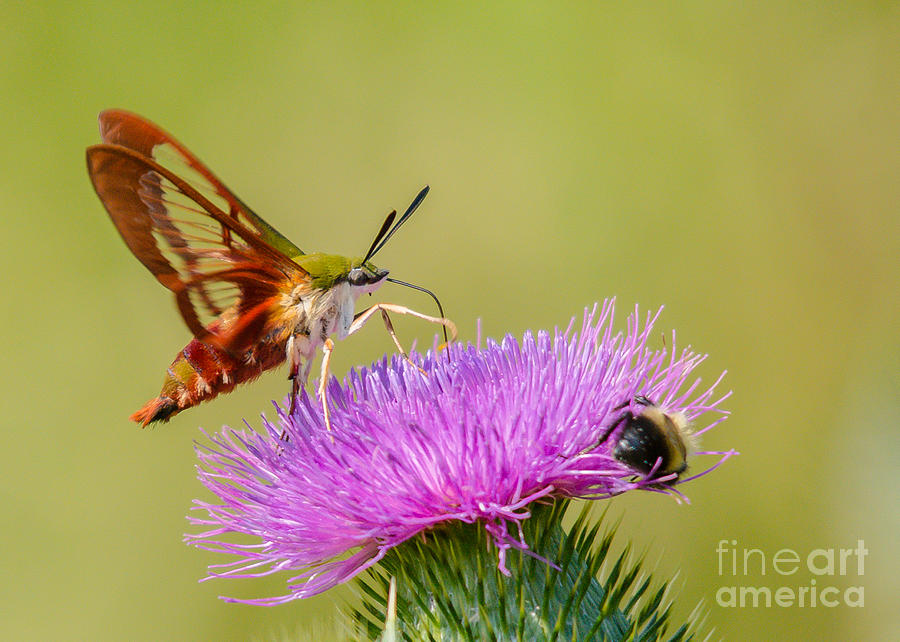Perfect Hummingbird Moth Photograph by Cheryl Baxter