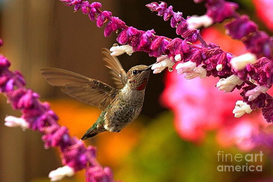 Perfect Hummingbird Shot Photograph by Adam Jewell