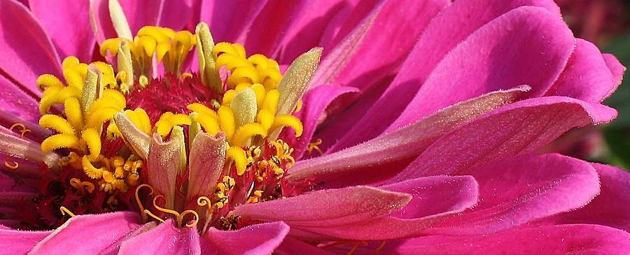 Perfect in Pink Photograph by Bruce Bley