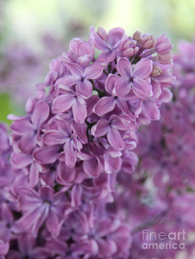 Spring Photograph - Perfect Lilac by Jasna Buncic