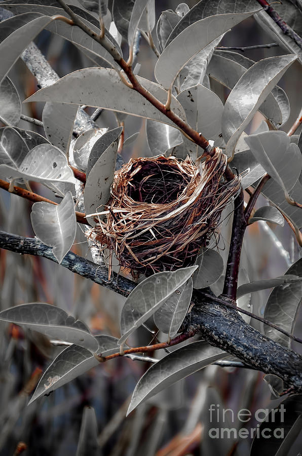 Nest Photograph - Perfect Little Home by Joshua Roberts Nest Photograph - Perfect Little Home by Joshua Roberts