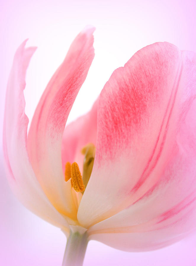 Tulip Photograph - Perfect Love by The Art Of Marilyn Ridoutt-Greene