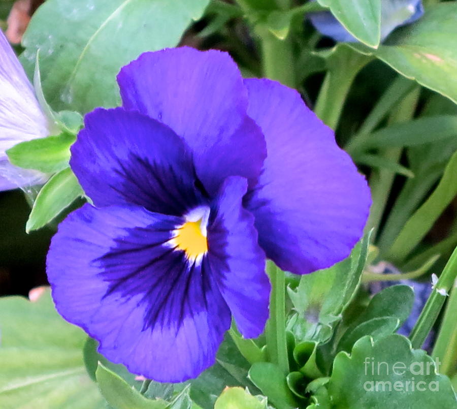 Perfect Pansy Photograph