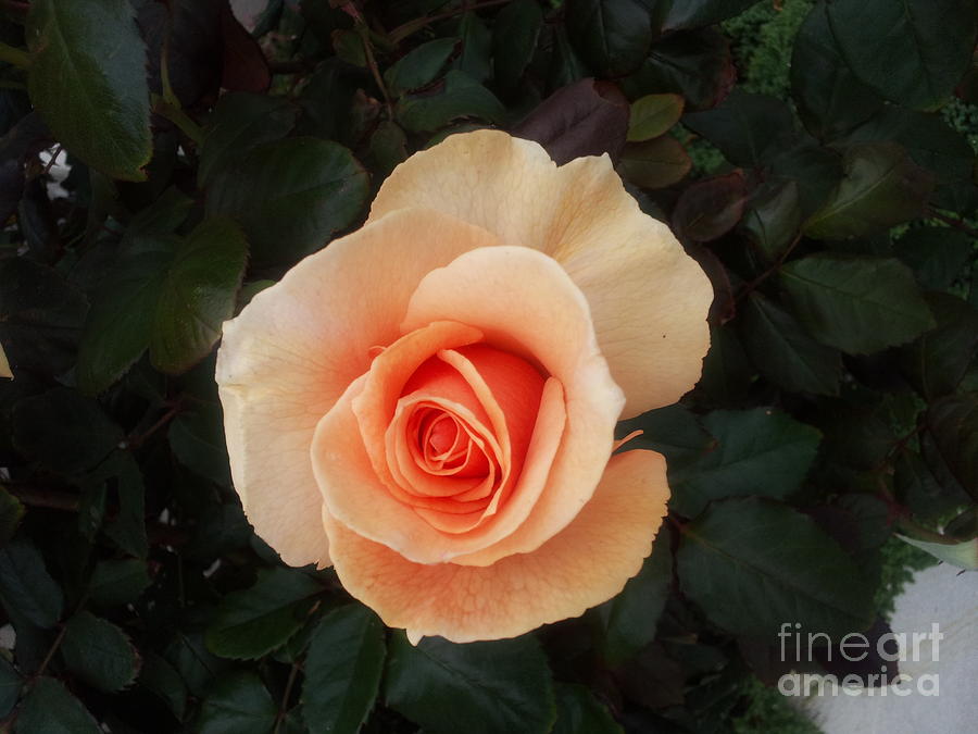 Perfect Peach Rose Photograph by Bev Conover