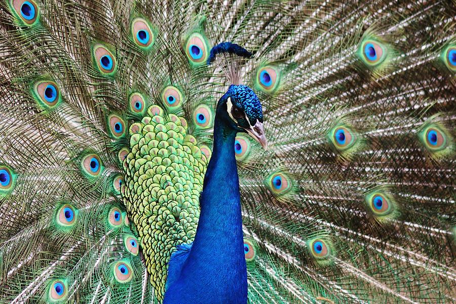 Perfect Peacock Photograph by Paulette Thomas - Fine Art America