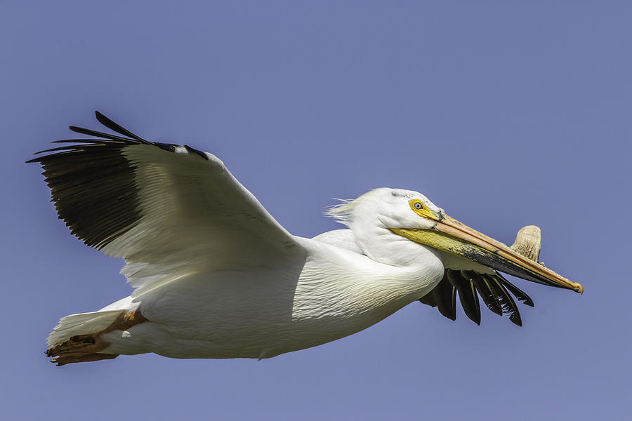 Perfect Pelican Pose Photograph by Thomas Young