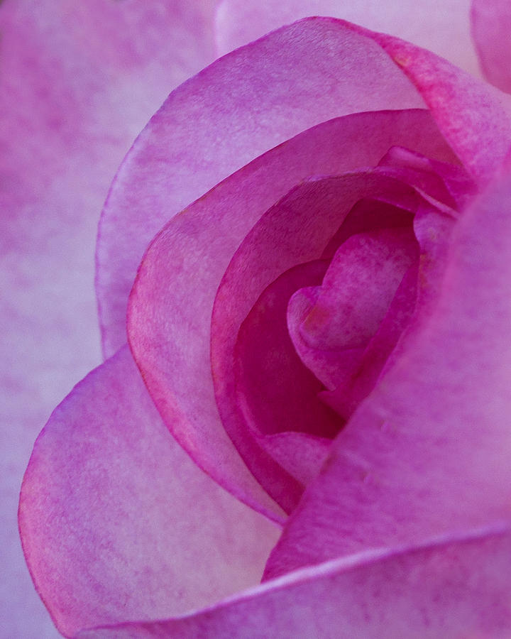 Rose Photograph - Secret Petals by Guy Shultz