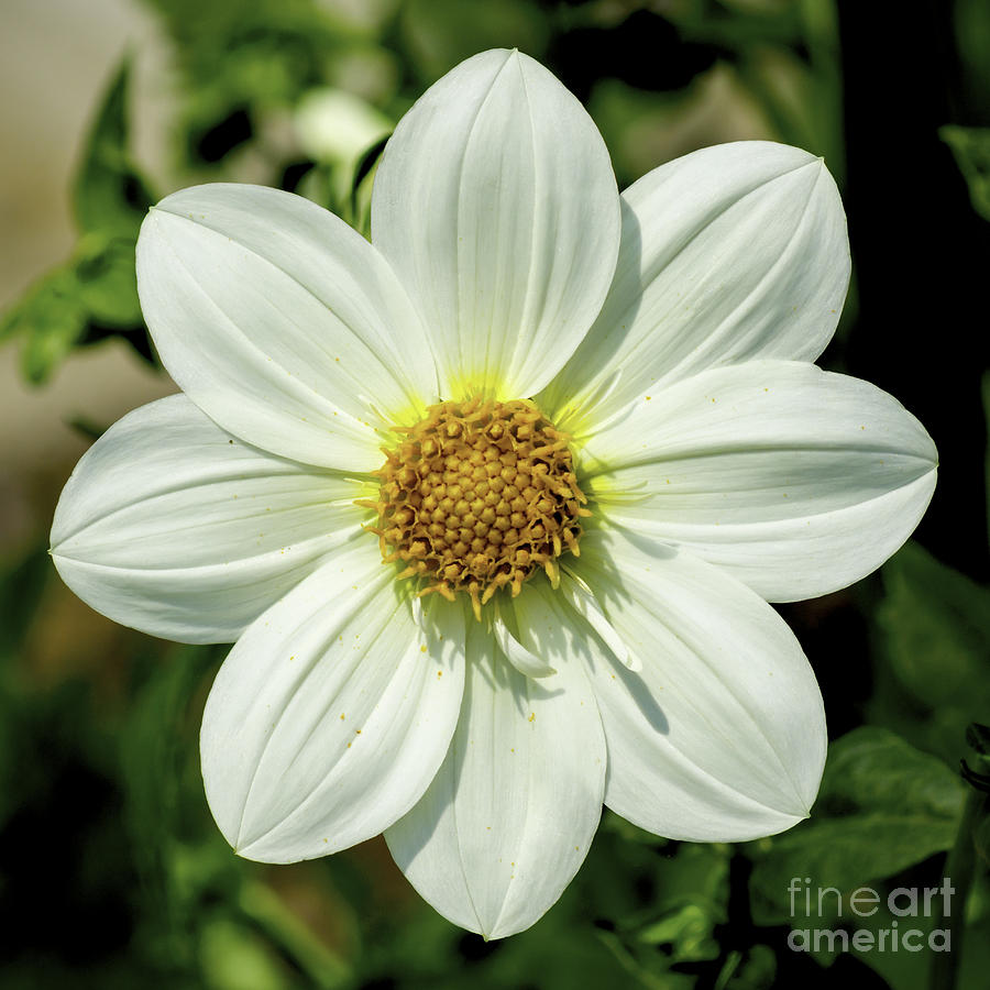 Perfect Petals Photograph by Joe Geraci - Fine Art America