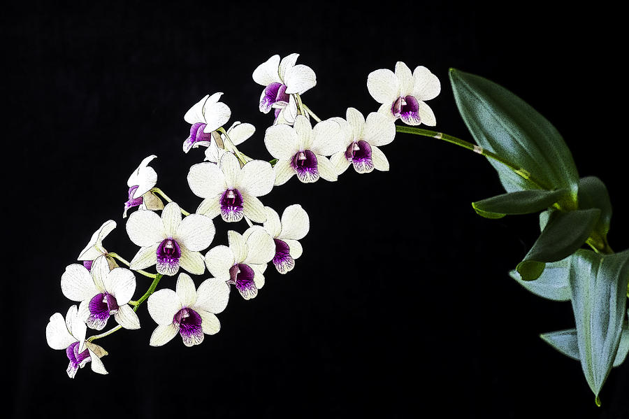 Orchid Photograph - Perfect Phalaenopsis Orchid Poster by Rich Franco