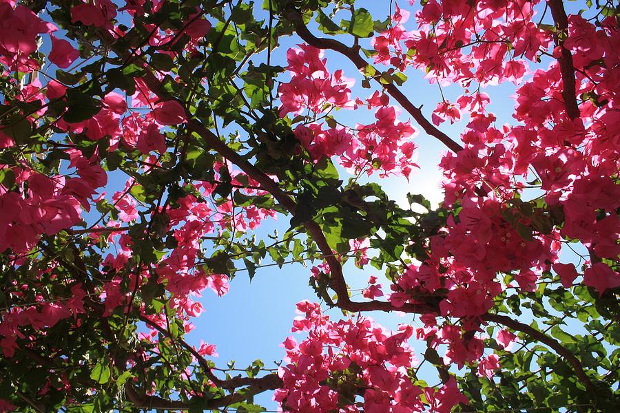 Perfect Pink Bougainvillea In Blossom Photograph by Taiche Acrylic Art