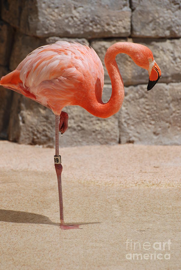 Perfect Pink Flamingo Photograph by DejaVu Designs