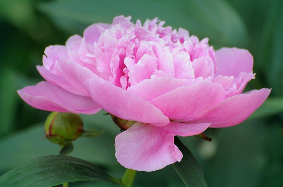 Perfect Pink Peony Photograph by Diana Angstadt