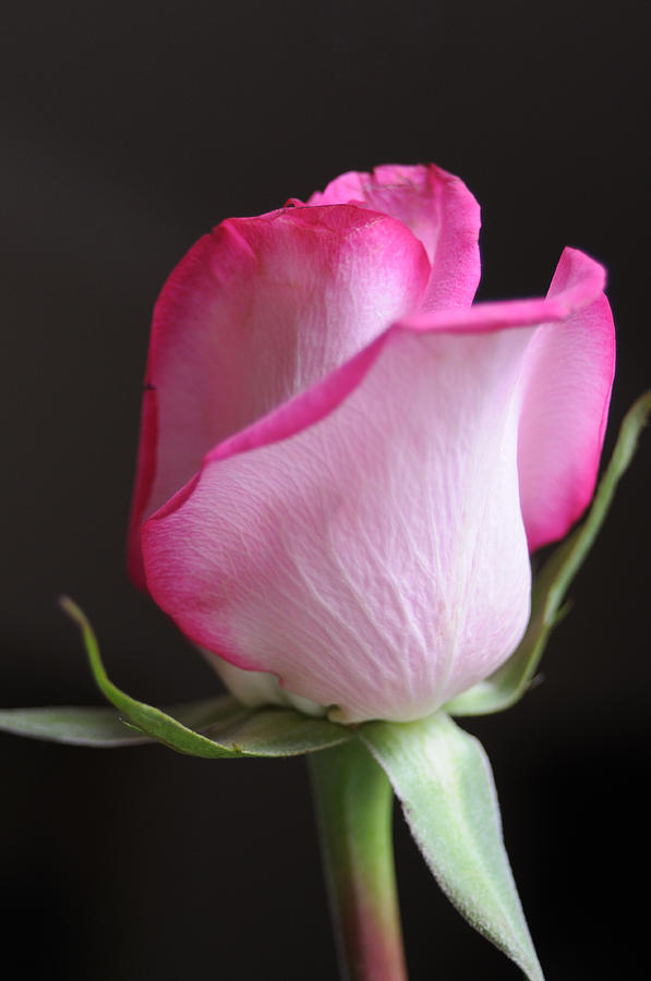 Perfect Pink Rose  Photograph by Haleh Mahbod