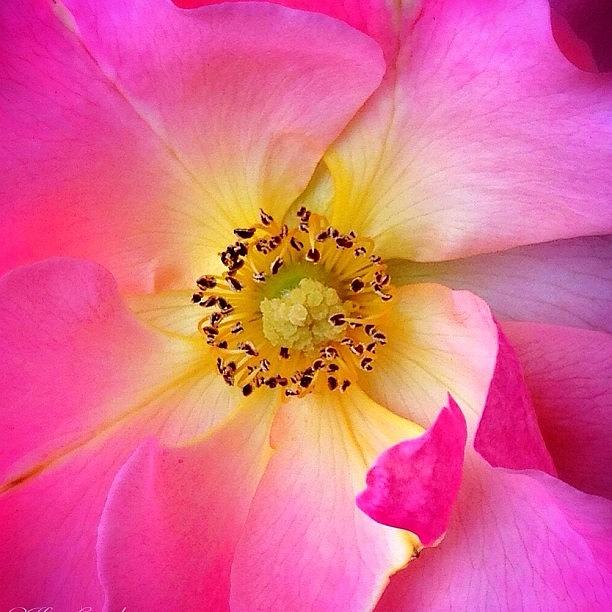 Nature Photograph - Perfect Pink Rose by Kim Gourlay