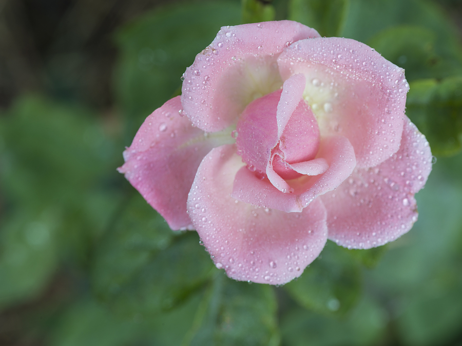 Perfect Pink Rose Photograph by Loree Johnson