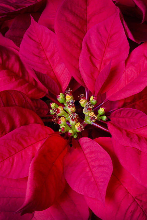 Perfect Poinsettias X108 #1 Photograph by Rich Franco
