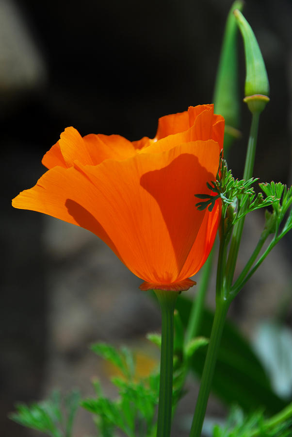 Perfect Poppy Photograph by Lynn Bauer
