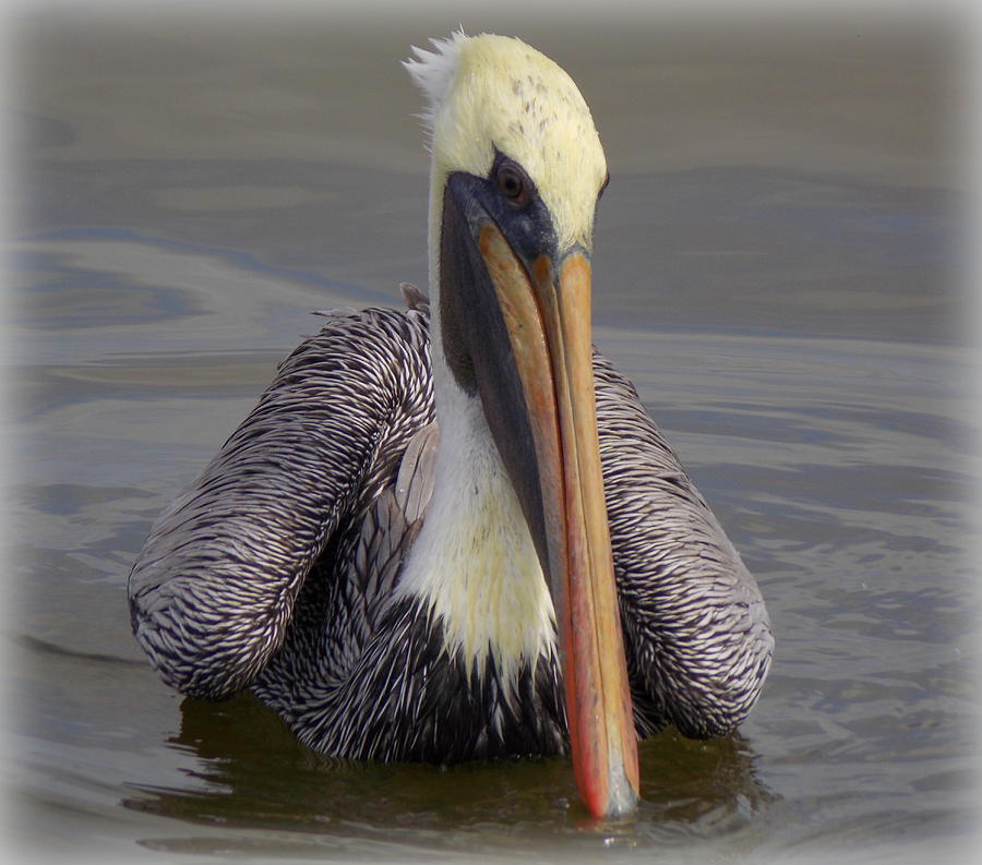 Perfect Pose Pelican 1 Photograph by Sheri McLeroy