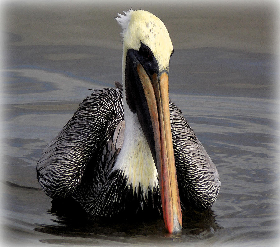 Perfect Pose Pelican 2 Photograph by Sheri McLeroy