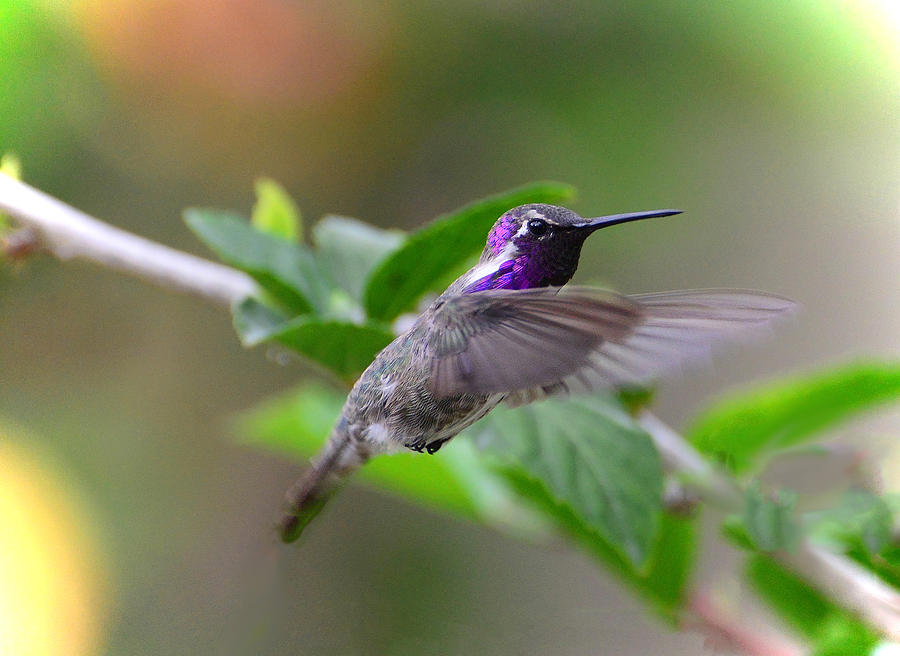 Bird Photograph - Perfect Purple Hummer by Lynn Bauer