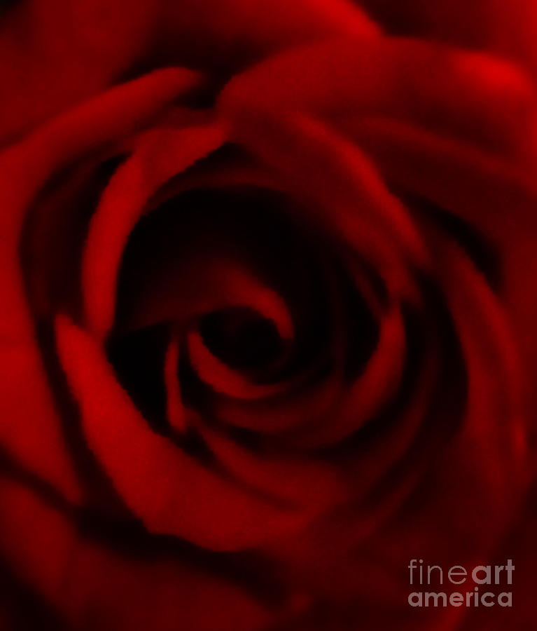 Perfect Red Rose Photograph by Gayle Price Thomas