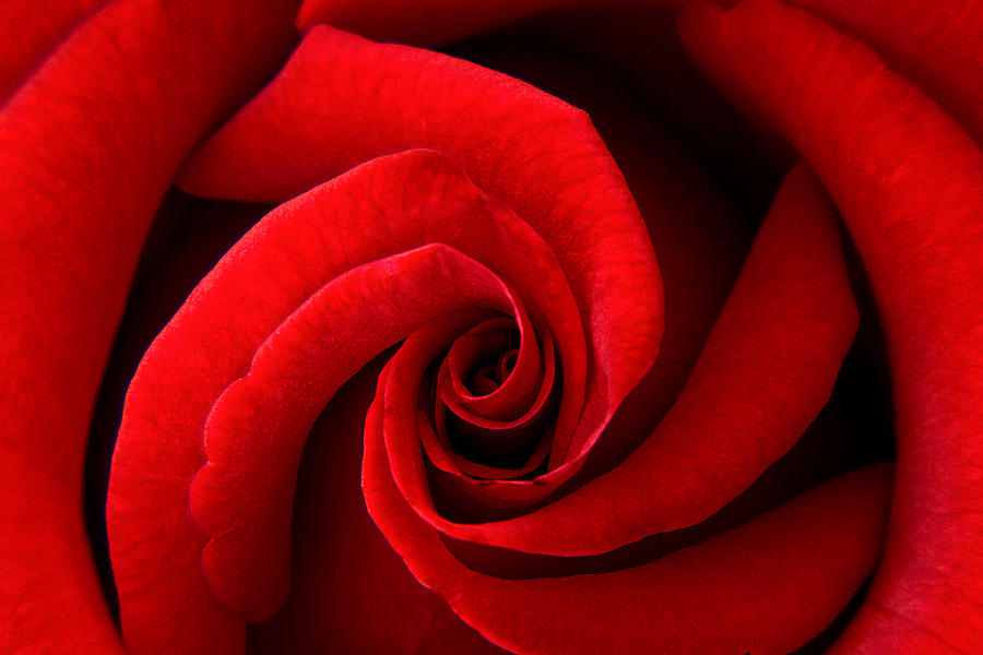 Perfect Red Rose Photograph by Lisa Chorny