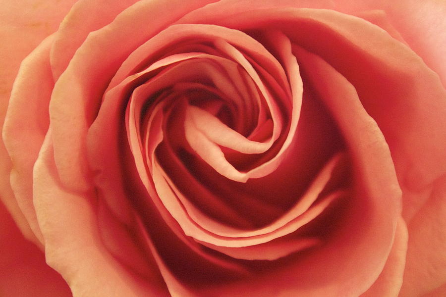 Perfect Rose Photograph by Amazing Jules