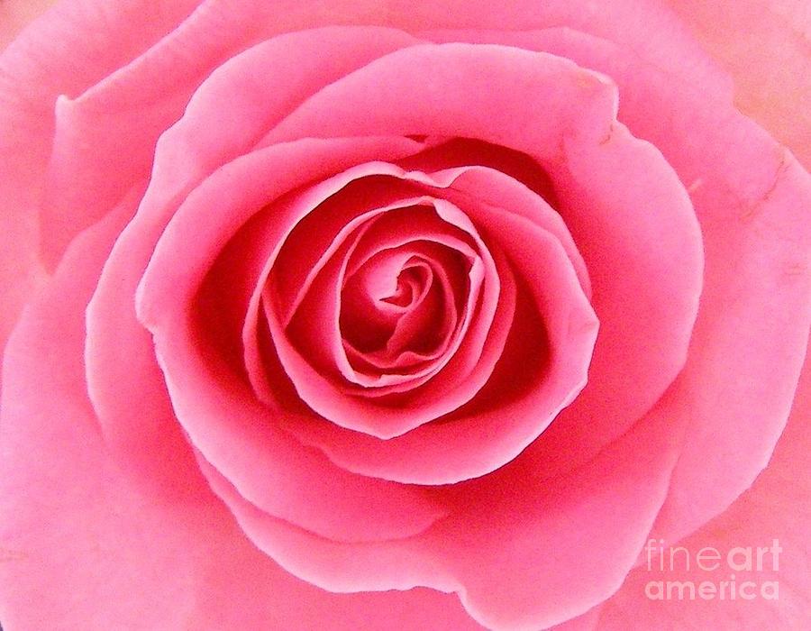Perfect Rose Photograph by Bev Conover