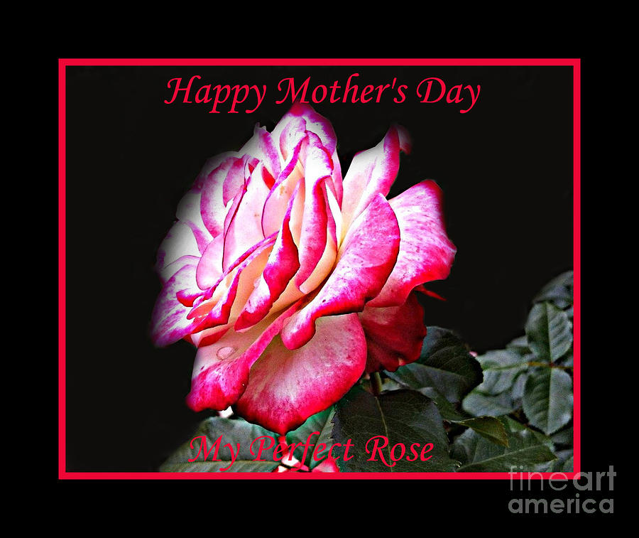 Perfect Rose - Mothers Day Card Photograph by Shelia Kempf