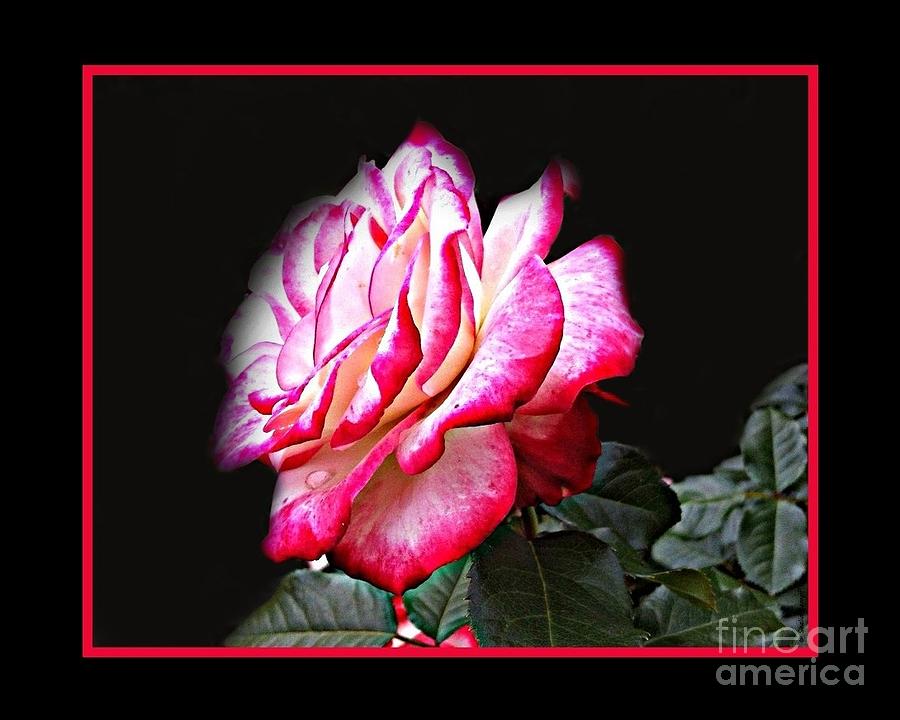 Perfect Rose Painting by Shelia Kempf