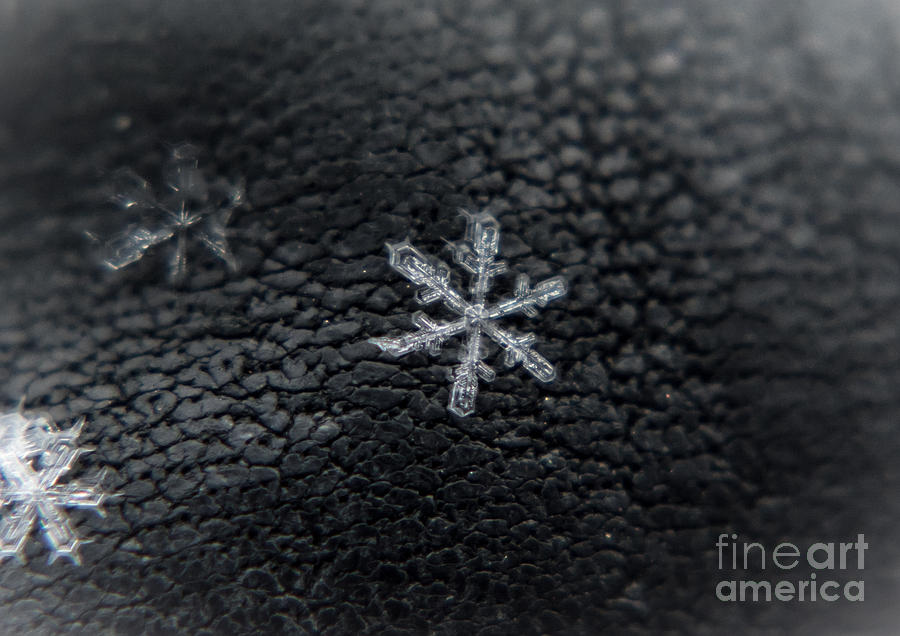 Perfect Snowflake Photograph by Cheryl Baxter