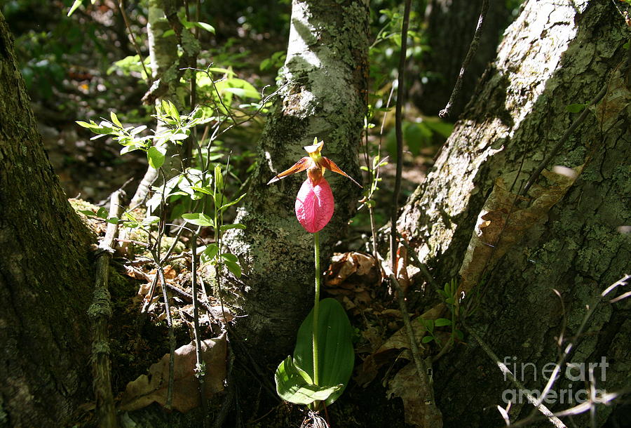 Orchid Photograph - Mashamoquet Pink Lady Slipper by Neal Eslinger