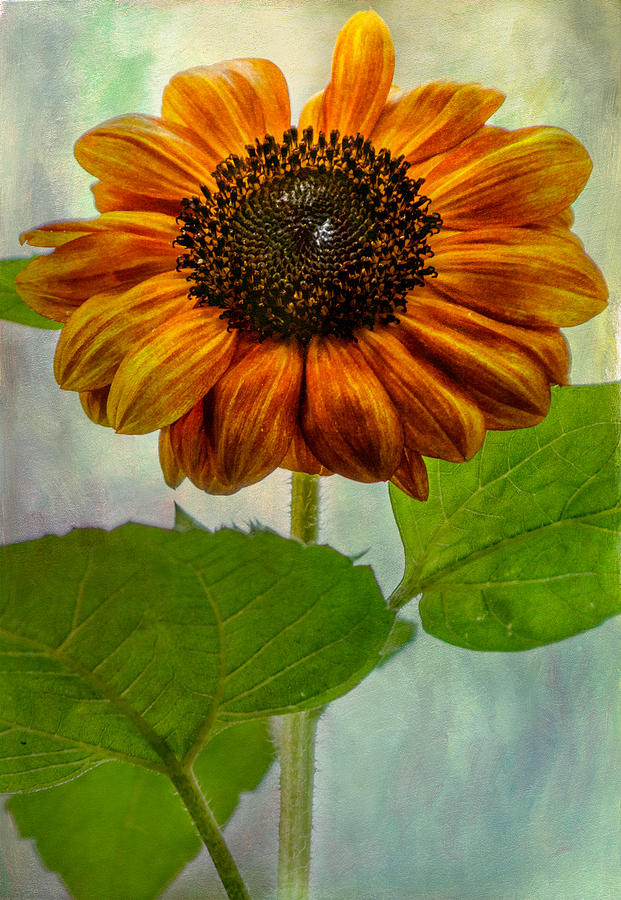 Sunflower Photograph - Perfect Sunflower by Laura Duhaime