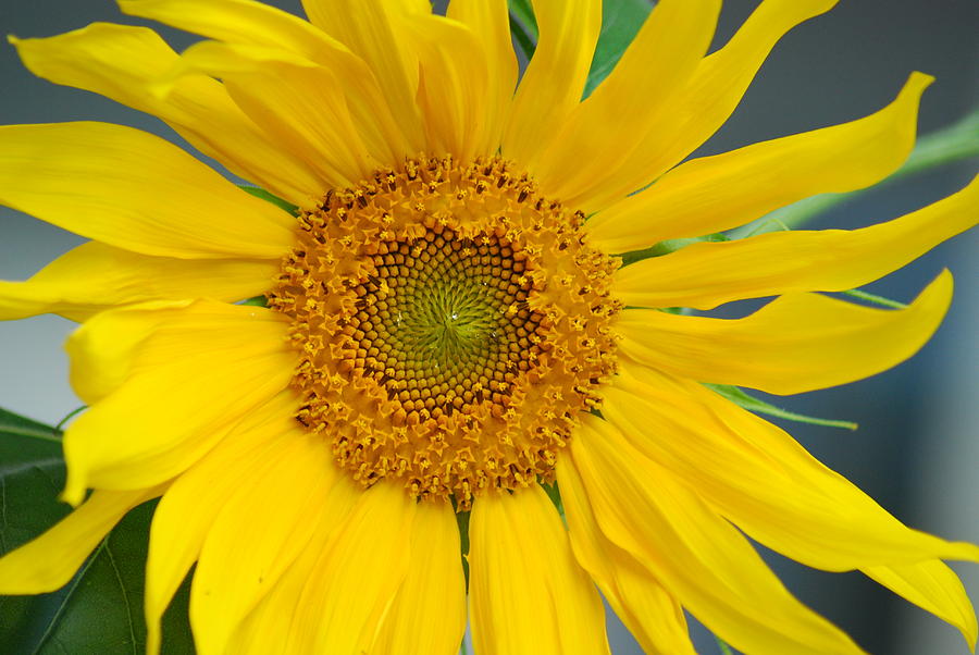 Perfect Sunflower Photograph by Wanda Jesfield