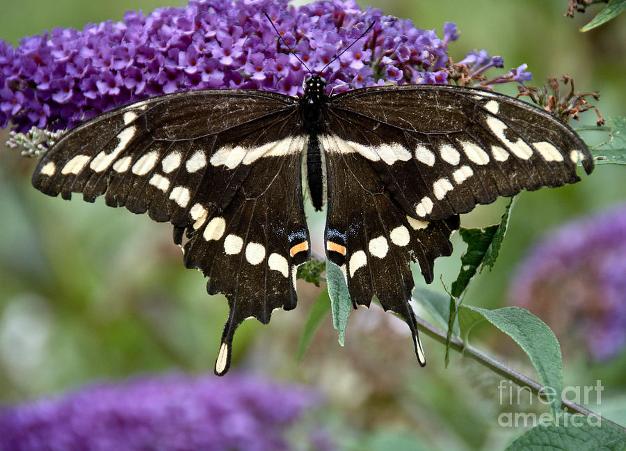 Perfect Swallowtail Photograph by Cheryl Baxter