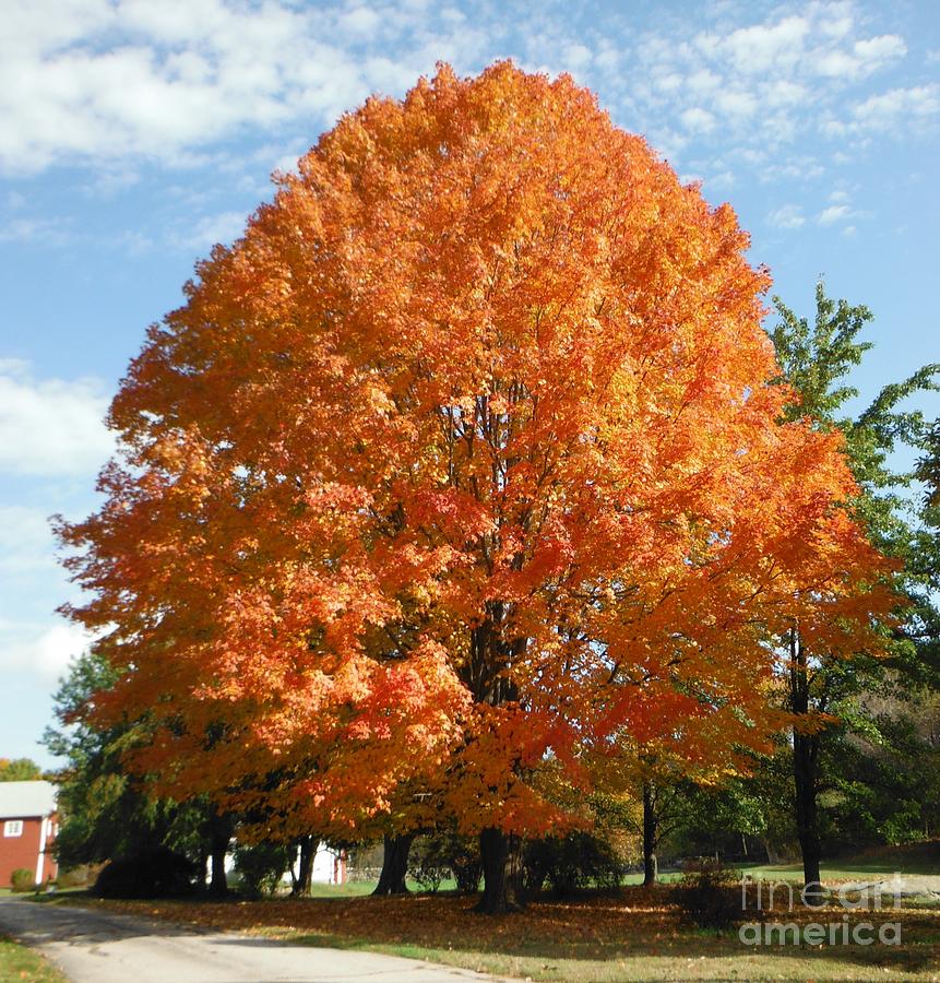 Perfect Tree Photograph by Britta Havens | Fine Art America