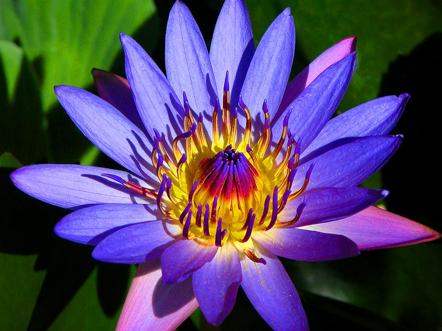 Perfect Water Lily Photograph by Lynn Bauer
