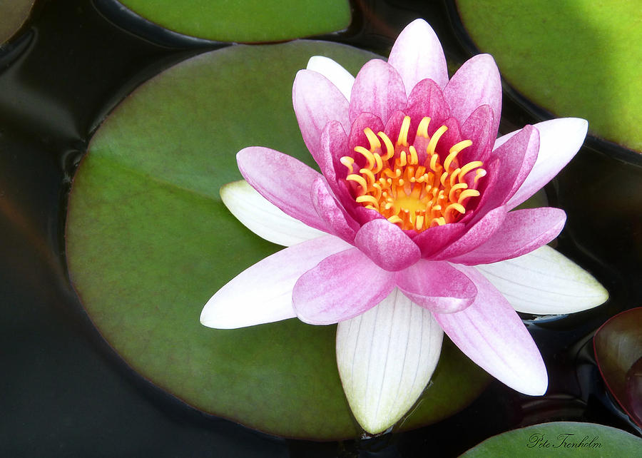 Perfect Water Lily Photograph by Pete Trenholm