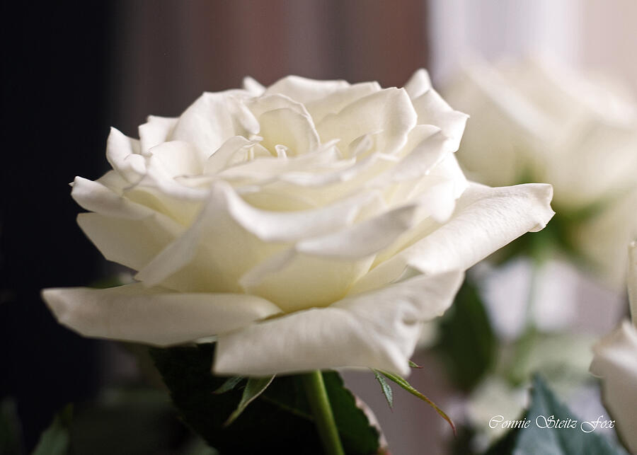 Perfect White Rose Photograph by Connie Fox