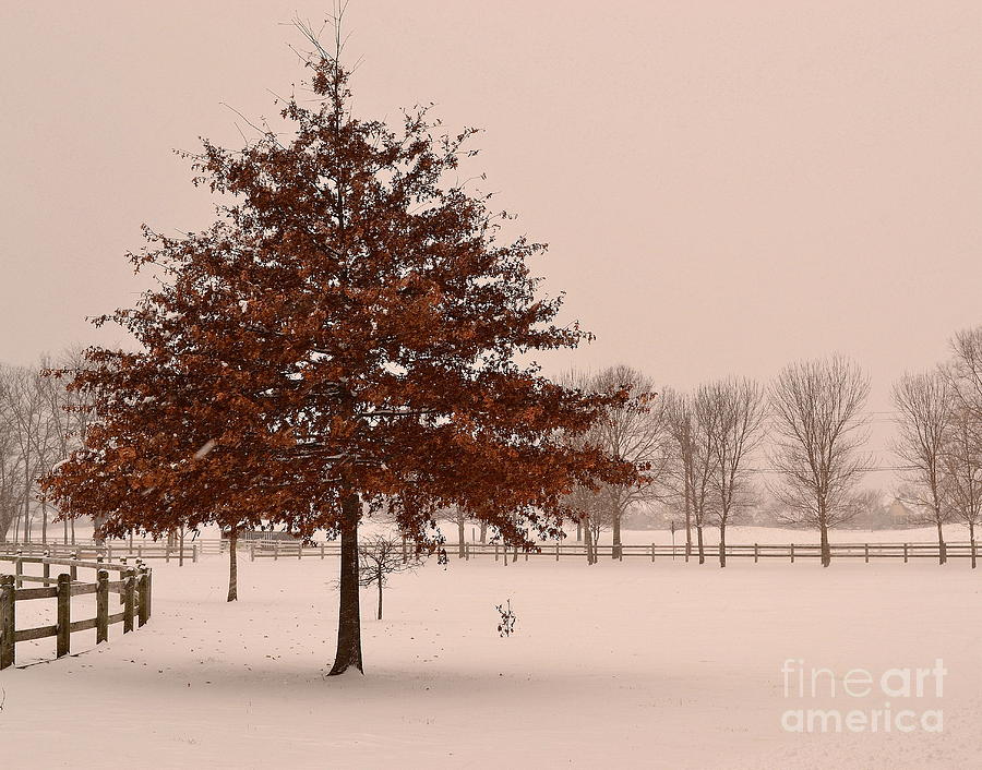 Perfect Winter Tree Photograph by Amy Lucid