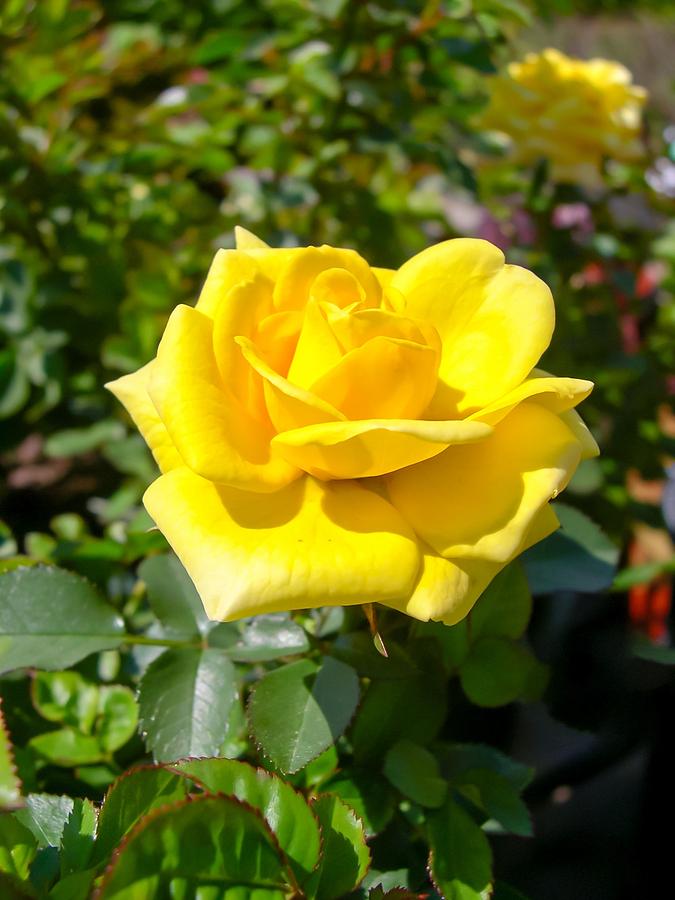 Rose Photograph - Perfect Yellow Rose by Cynthia Woods