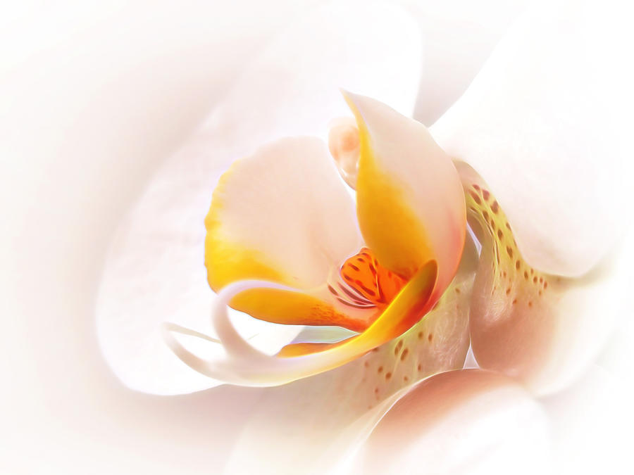 Orchid Photograph - Perfection by Gill Billington