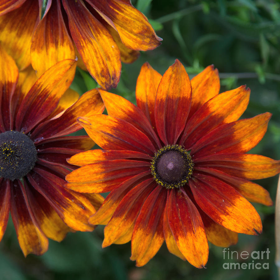 Exotic Flowers Photograph - Perfection in Red and Orange by Anita Miller