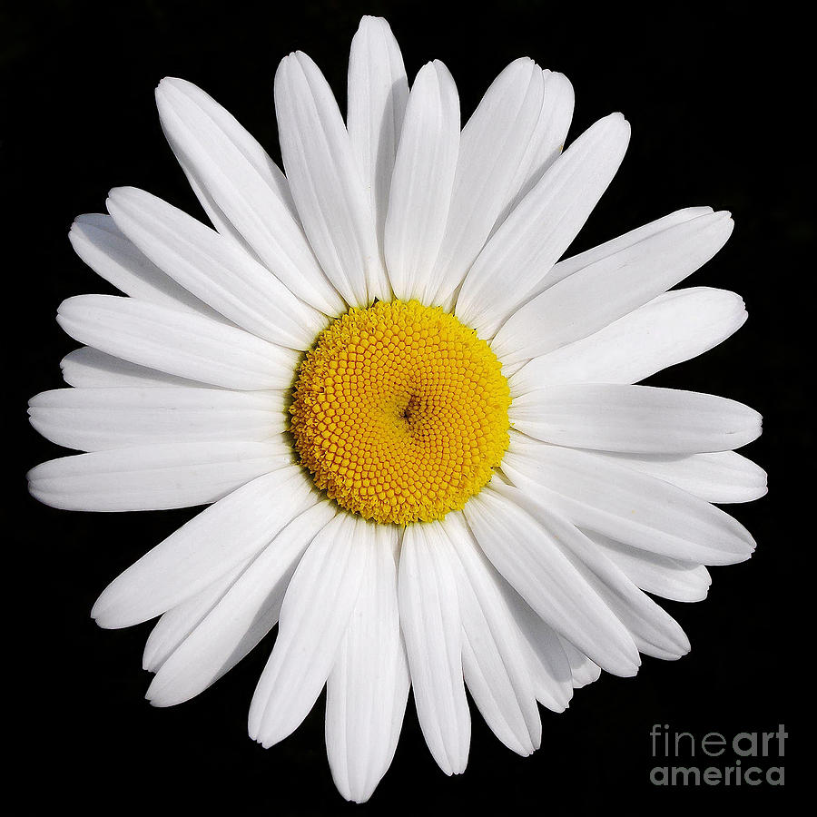 Perfectly Daisy Photograph by Kathi Mirto