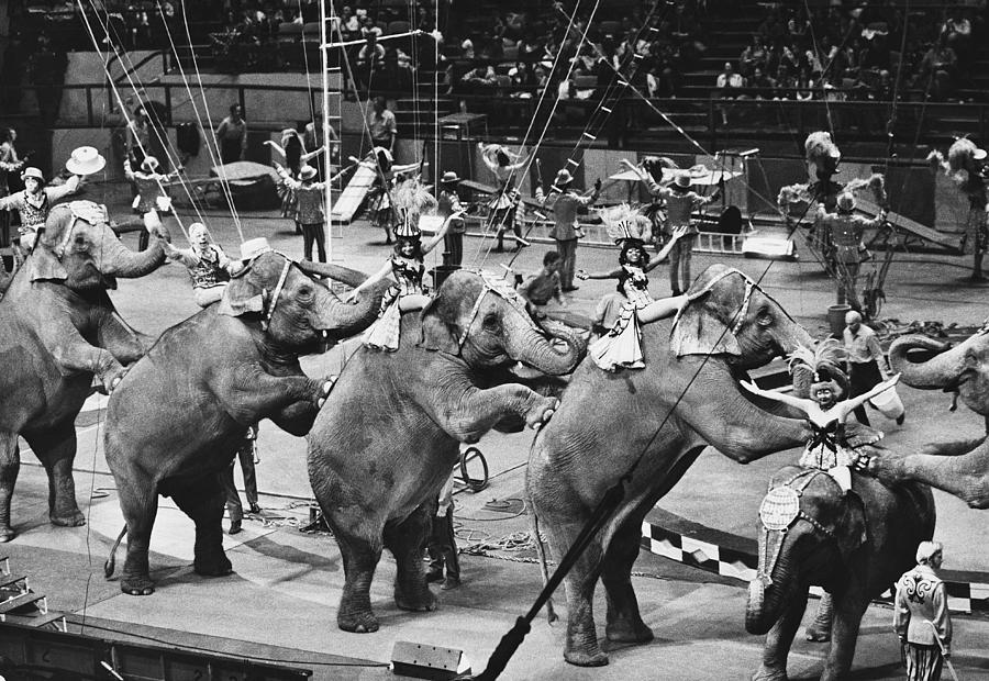 Performing Elephants, Ringling Brothers Photograph by George Holton