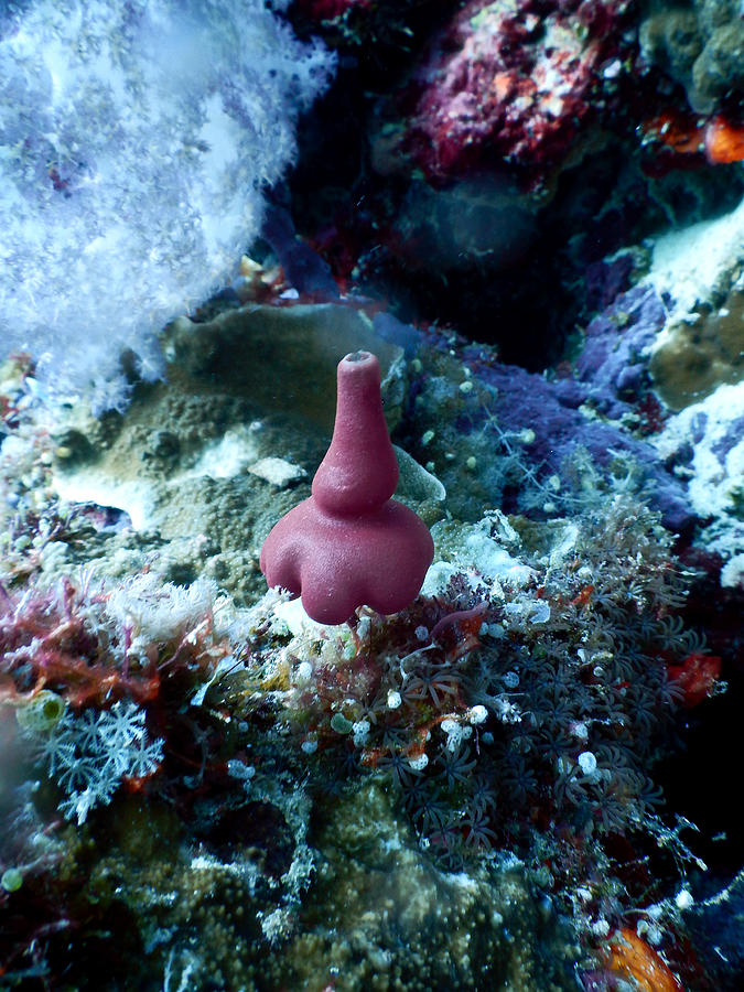 Pericharax Sponge Photograph by Carleton Ray